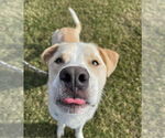 Small #1 Mutt