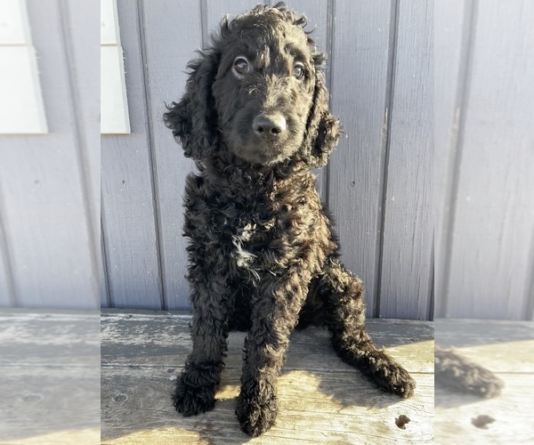Medium Photo #2 Goldendoodle Puppy For Sale in LUCK, WI, USA