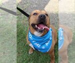 Small #2 Chinese Shar-Pei Mix