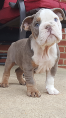 Olde English Bulldogge Puppy for sale in BROWNS MILLS, NJ, USA