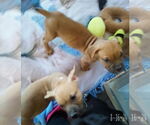 Small #11 Bulldog Mix