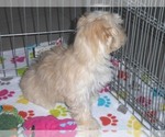 Small Photo #7 Havanese-Poodle (Toy) Mix Puppy For Sale in ORO VALLEY, AZ, USA