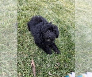 Miniature Bernedoodle Puppy for sale in BEECH GROVE, IN, USA