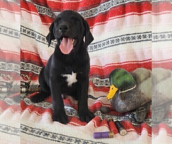 Medium Photo #104 Labrador Retriever Puppy For Sale in MERIDEN, KS, USA