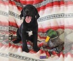Small #7 Labrador Retriever