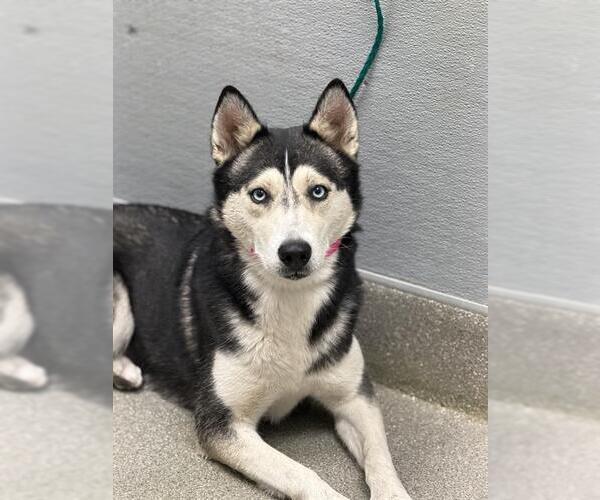 Medium Photo #1 Siberian Husky-Unknown Mix Puppy For Sale in Las Vegas, NV, USA