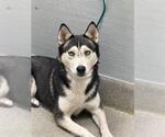 *MONICA - Female Siberian Husky-Unknown Mix Dog for Adoption - Small photo