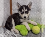 Small Photo #2 Siberian Husky Puppy For Sale in MOUNT AYR, IA, USA