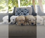 Small #1 Golden Retriever