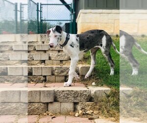 Great Dane Dogs for adoption in SAN ANTONIO, TX, USA