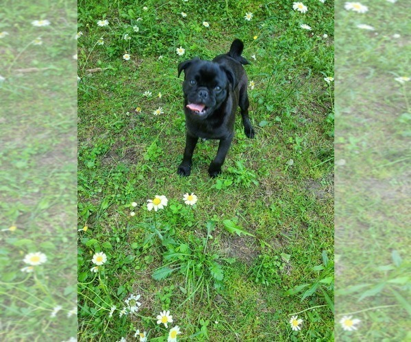 Medium Photo #1 Pug Puppy For Sale in LYNDON CENTER, VT, USA