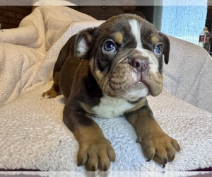 Medium Bulldog