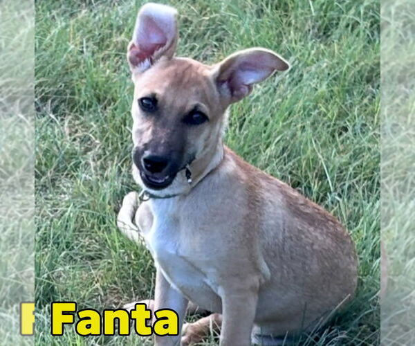 Medium Photo #4 Dachshund-Unknown Mix Puppy For Sale in San Antonio, TX, USA