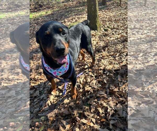 Medium Photo #4 Rottweiler Puppy For Sale in Hillsboro, NH, USA