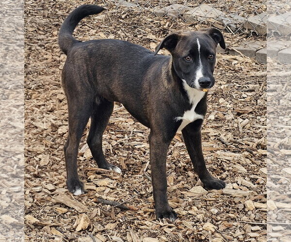 Medium Photo #1 - Mix Puppy For Sale in Bloomingdale, NJ, USA
