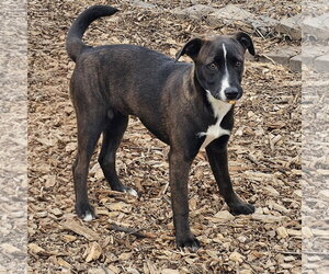 - Mix Dogs for adoption in Bloomingdale, NJ, USA