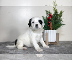 Small #1 English Cocker Spaniel
