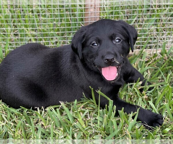 Medium Photo #1 Labrador Retriever Puppy For Sale in MAGNOLIA, TX, USA