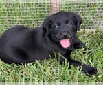 Small Photo #1 Labrador Retriever Puppy For Sale in MAGNOLIA, TX, USA