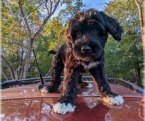Portuguese Water Dog Puppy for sale in CALLAHAN, FL, USA