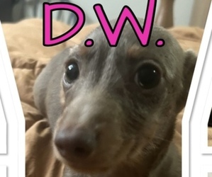 Mother of the Dachshund puppies born on 07/31/2025