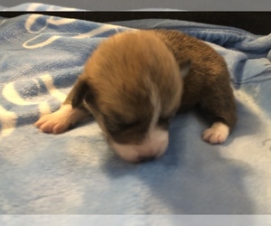 Pembroke Welsh Corgi Puppy for sale in RAMONA, OK, USA