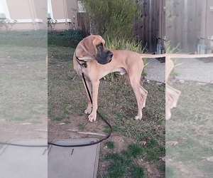 Father of the Great Dane puppies born on 06/21/2025