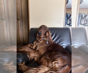 Father of the Irish Setter puppies born on 06/14/2026