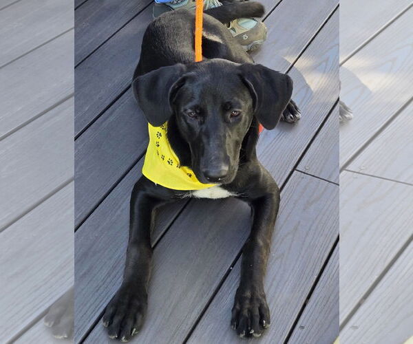 Medium Photo #3 Labrador Retriever-Unknown Mix Puppy For Sale in Cliffwood, NJ, USA