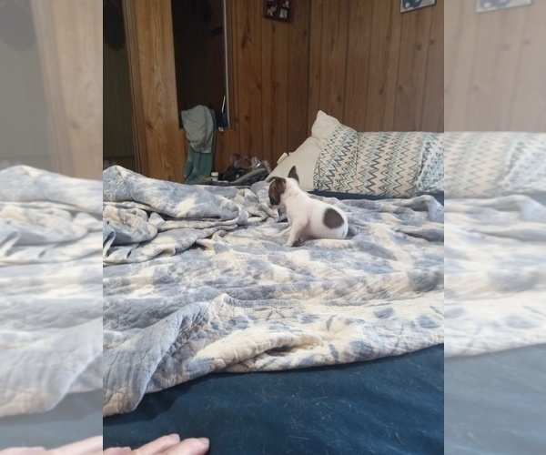 Medium Photo #8 Chihuahua Puppy For Sale in SHALLOTTE, NC, USA