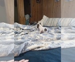 Small Photo #8 Chihuahua Puppy For Sale in SHALLOTTE, NC, USA