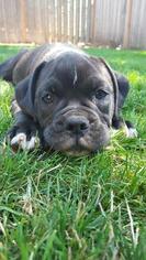 Olde English Bulldogge Puppy for sale in SALEM, OR, USA