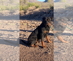 Small #2 Rottweiler