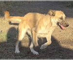 Small #3 Mutt