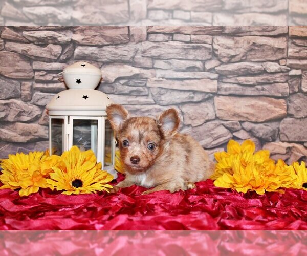 Medium Photo #5 Chihuahua Puppy For Sale in CHARLESTON, AR, USA