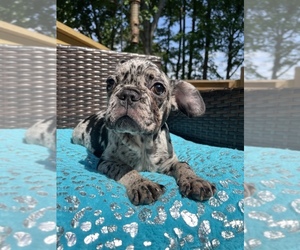 French Bulldog Puppy for sale in CUMMING, GA, USA