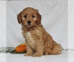 Small Photo #6 Goldendoodle-Poodle (Miniature) Mix Puppy For Sale in LEOLA, PA, USA