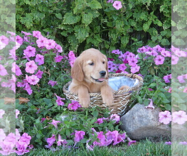 Medium Photo #27 Golden Retriever Puppy For Sale in THORP, WI, USA
