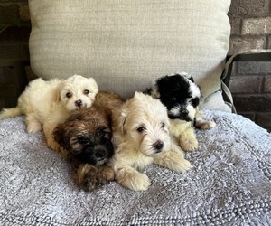 Maltipoo Litter for sale in CHARLOTTE, NC, USA