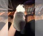Small #1 Boston Terrier
