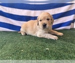 Small #4 Golden Retriever