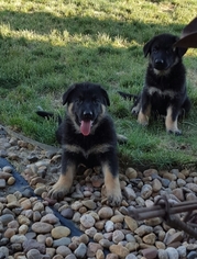 German Shepherd Dog Puppy for sale in AULT, CO, USA
