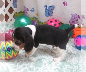 Beagle Puppy for sale in RATTAN, OK, USA