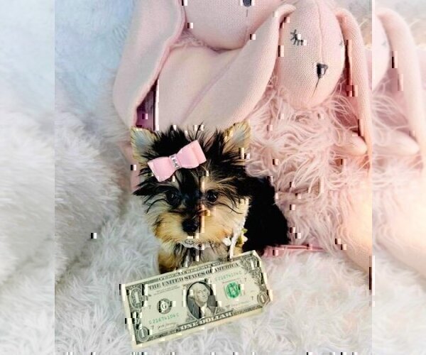 Medium Photo #8 Morkie Puppy For Sale in ORLANDO, FL, USA