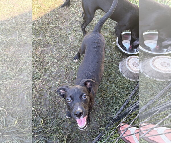 Medium Photo #2 Chihuahua-Whippet Mix Puppy For Sale in Virginia Beach, VA, USA