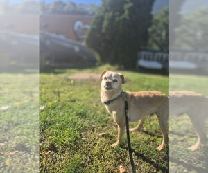 Buki - Male Chihuahua-Unknown Mix Dog for Adoption - Photo #2