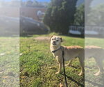 Small Photo #2 Chihuahua-Unknown Mix Puppy For Sale in Elmsford, NY, USA