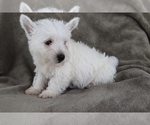 Small Photo #4 West Highland White Terrier Puppy For Sale in SHILOH, OH, USA