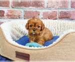 Small #2 Cavalier King Charles Spaniel