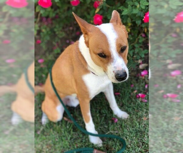 Medium Photo #9 Australian Kelpie-Basenji Mix Puppy For Sale in Houston, TX, USA